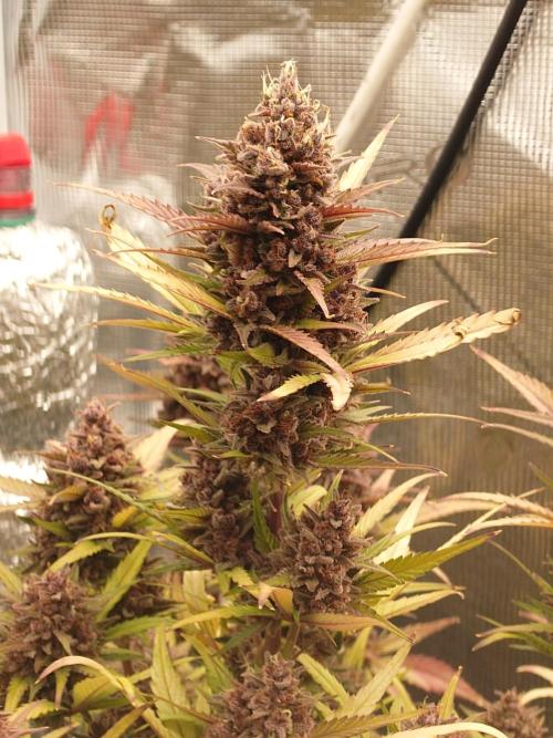 AA+BB+CC RF3 - AI-Grow. Week 12