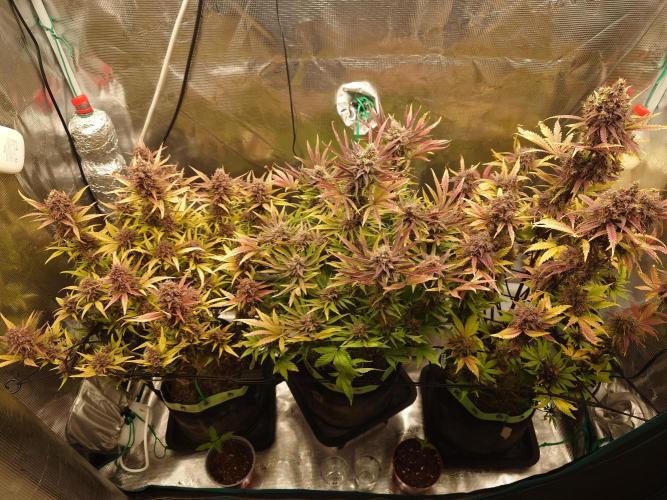 AA+BB+CC RF3 - AI-Grow. Week 12
