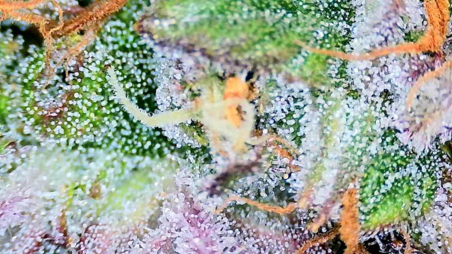 AA+BB+CC RF3 - AI-Grow. Week 12