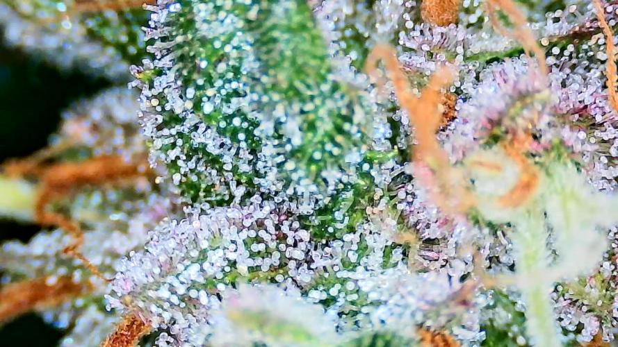 AA+BB+CC RF3 - AI-Grow. Week 12