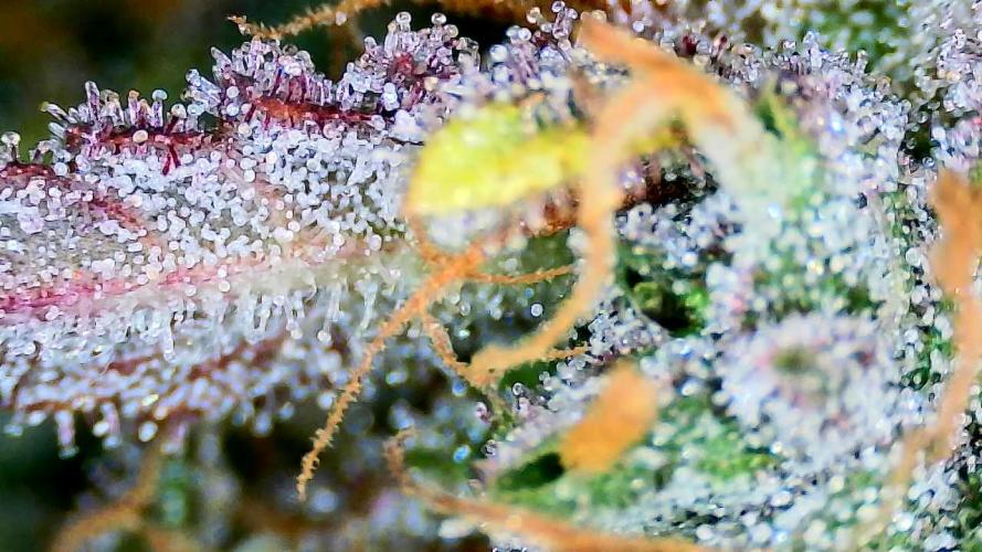 AA+BB+CC RF3 - AI-Grow. Week 12