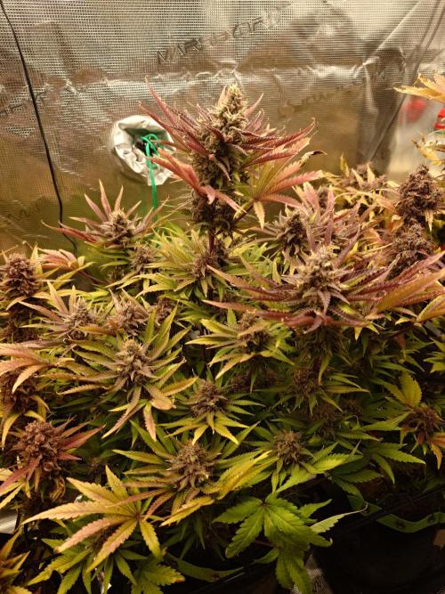 AA+BB+CC RF3 - AI-Grow. Week 12