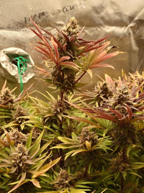 AA+BB+CC RF3 - AI-Grow. Week 12