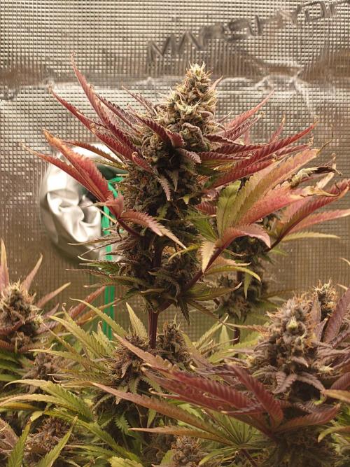 AA+BB+CC RF3 - AI-Grow. Week 12