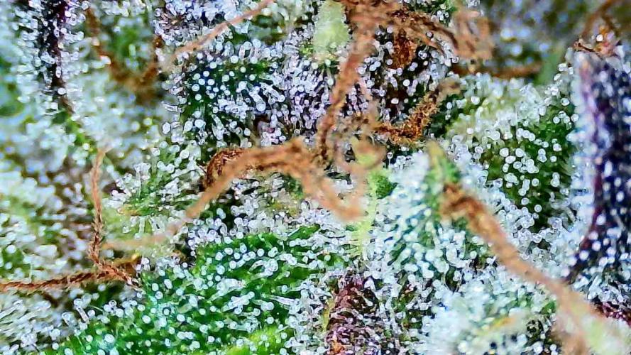 AA+BB+CC RF3 - AI-Grow. Week 12