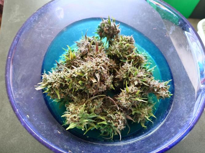 AA+BB+CC RF3 - AI-Grow. Week 12