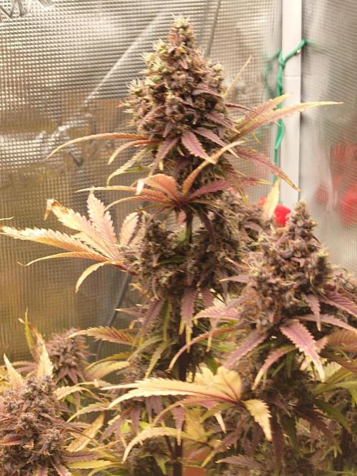 AA+BB+CC RF3 - AI-Grow. Week 12