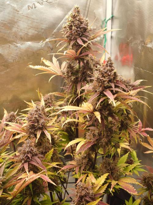 AA+BB+CC RF3 - AI-Grow. Week 12