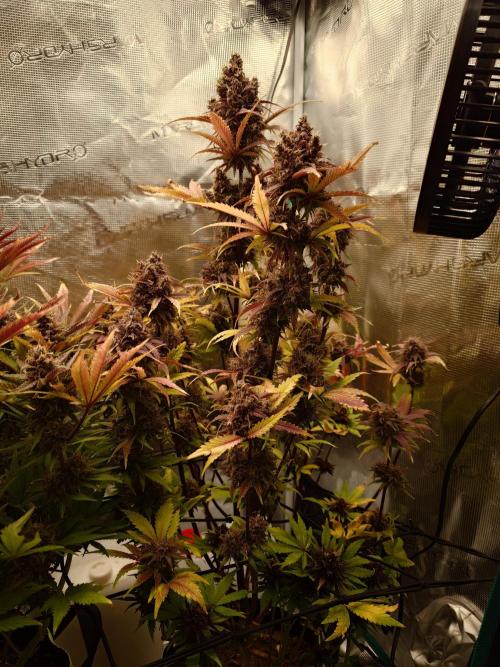 AA+BB+CC RF3 - AI-Grow. Week 12
