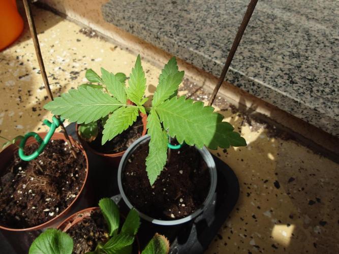 Granny´s Outdoor #2 - Somango. Week 3