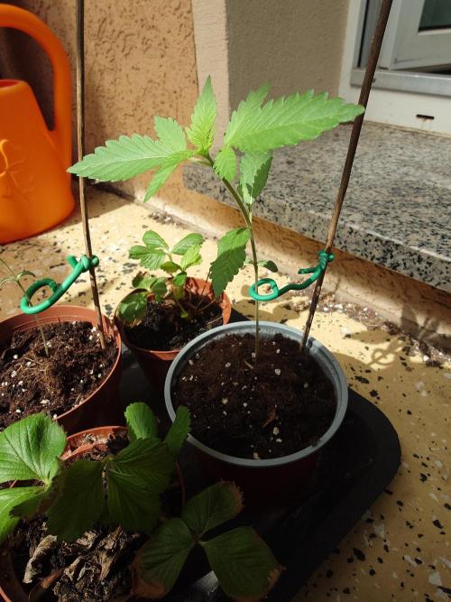 Granny´s Outdoor #2 - Somango. Week 3