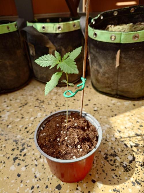 Granny´s Outdoor #2 - Somango. Week 3