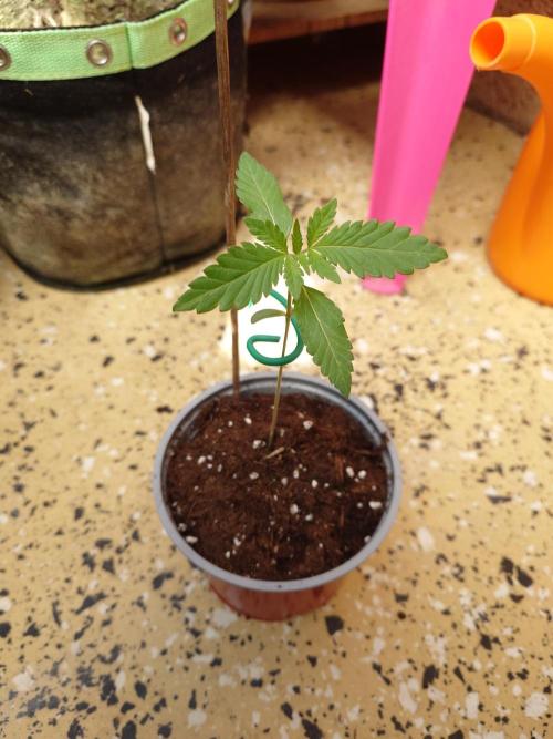 Somango XL. Week 3