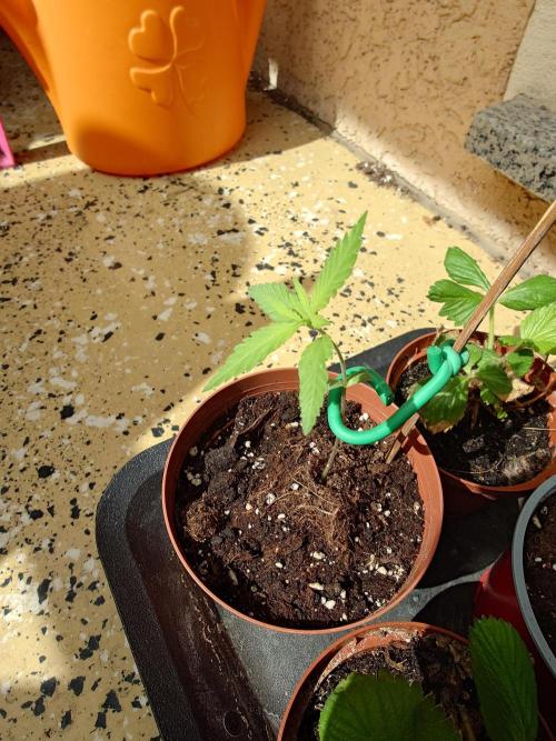 Granny´s Outdoor #1 - Fat Banana. Week 3