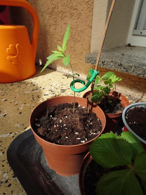 Granny´s Outdoor #1 - Fat Banana. Week 3