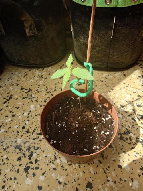Granny´s Outdoor #1 - Fat Banana. Week 3