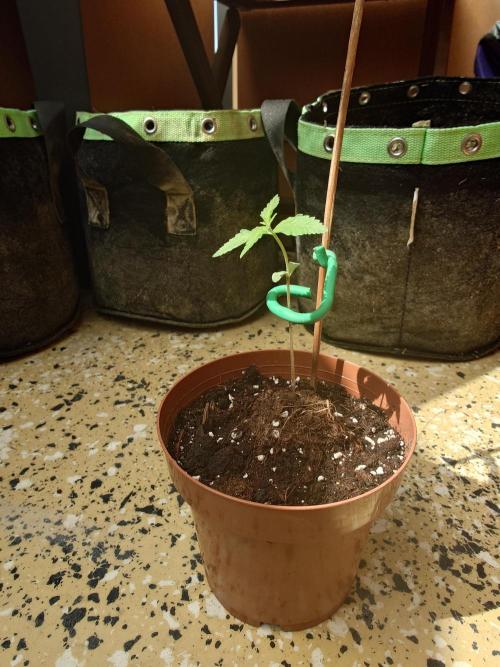 Fat Banana. Week 3