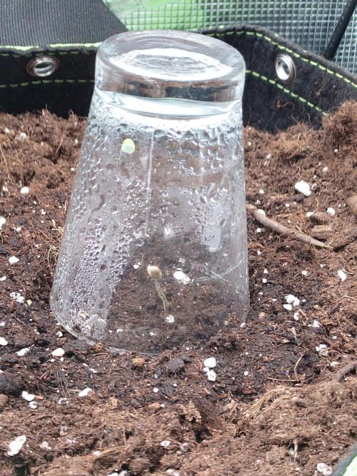 Guava Sundae - Indoor Grow. Week 0