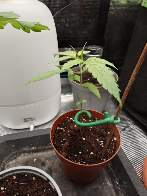 Granny´s Outdoor #1 - Fat Banana. Week 4