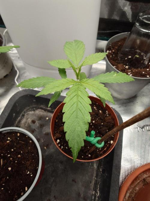 Granny´s Outdoor #1 - Fat Banana. Week 4