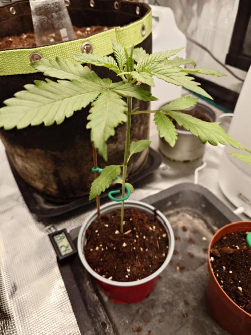Granny´s Outdoor #2 - Somango. Week 4