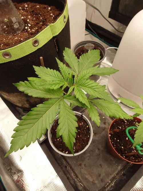 Granny´s Outdoor #2 - Somango. Week 4