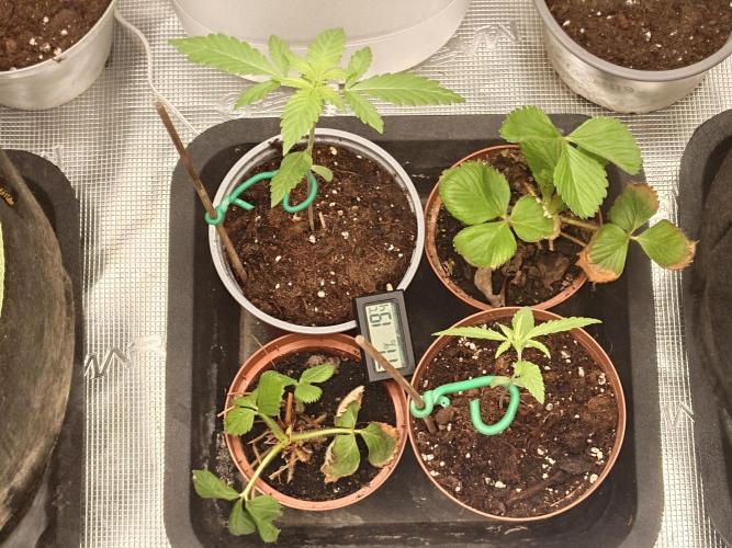 Granny´s Outdoor #2 - Somango. Week 4