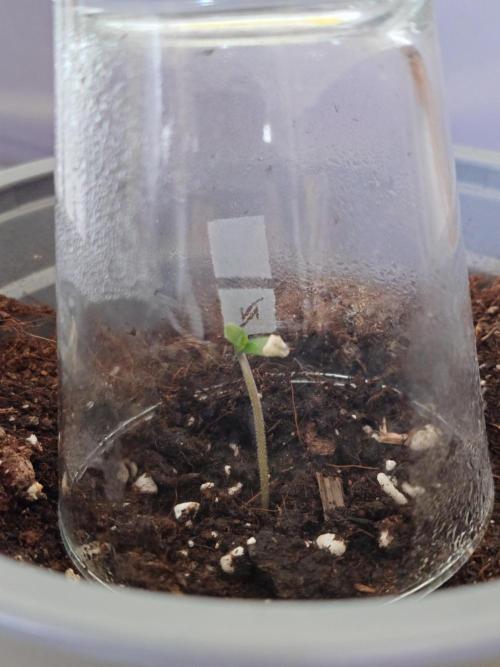 Watermelon - Out and In. Week 0