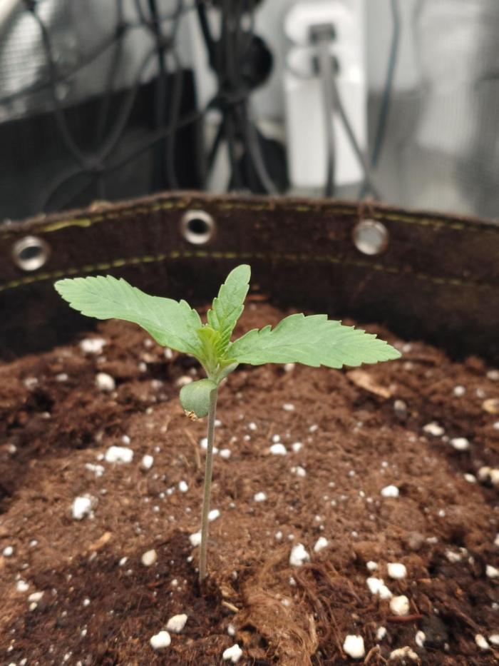 Guava Runtz - Indoor. Week 1