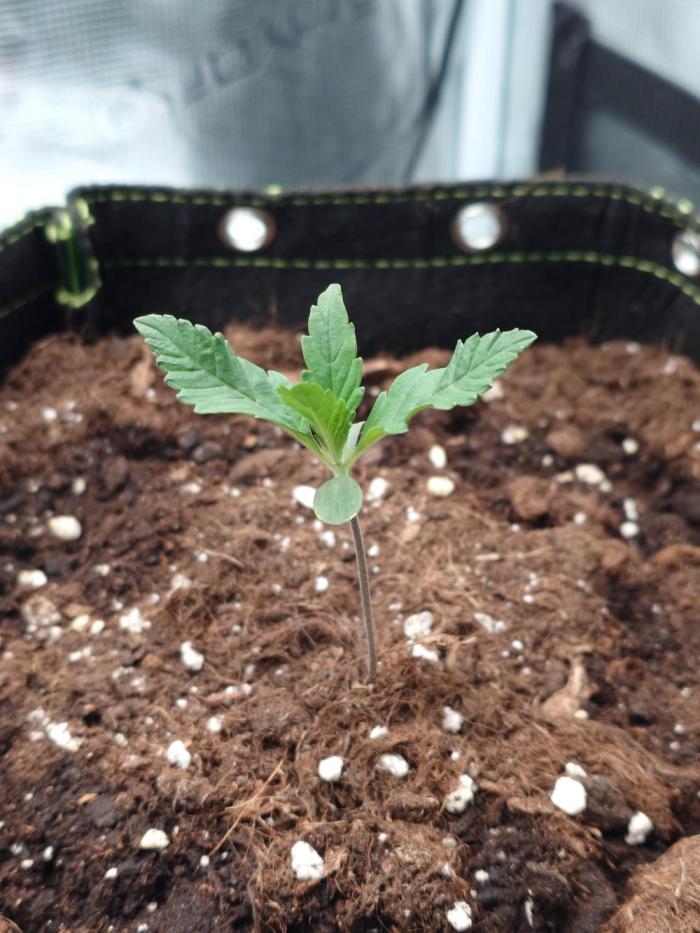Guava Sundae - Indoor Grow. Week 1