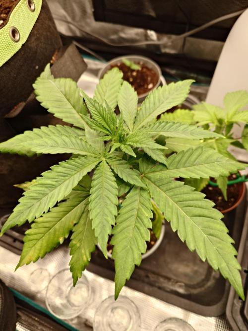 Granny´s Outdoor #2 - Somango. Week 5