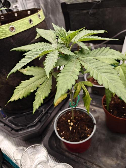 Somango XL. Week 5