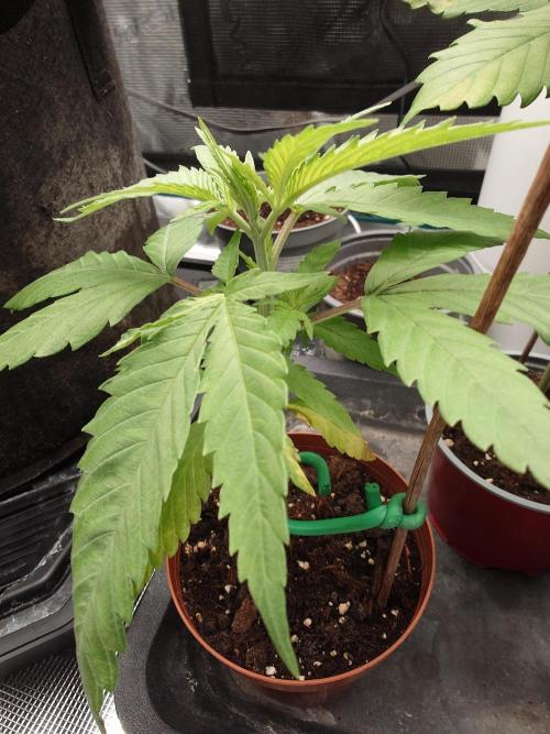 Granny´s Outdoor #1 - Fat Banana. Week 5