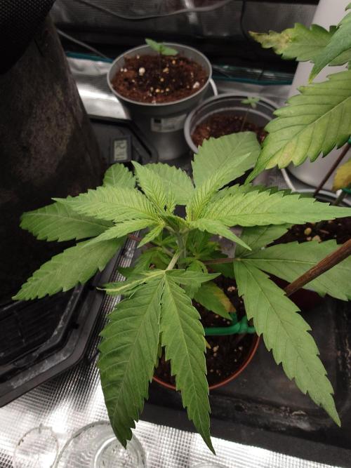 Fat Banana. Week 5