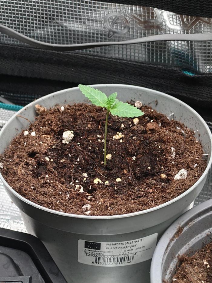 Radical Juice - Out and In. Week 1