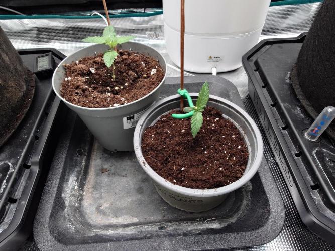 Watermelon - Out and In. Week 1