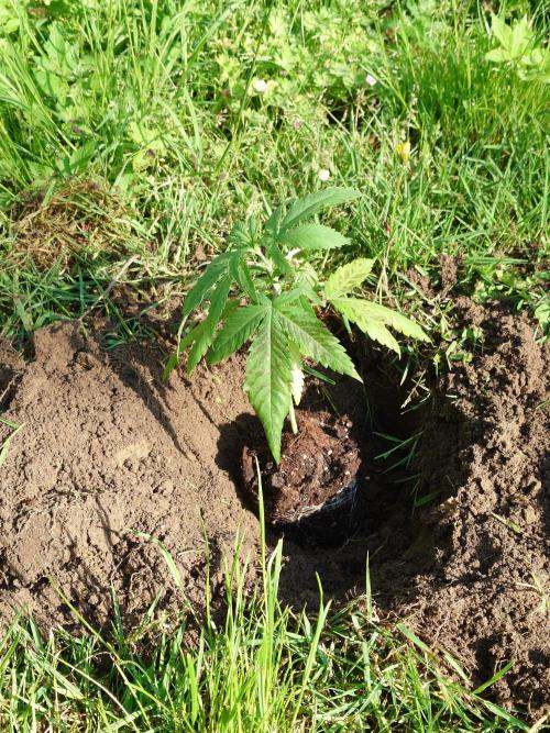 Fat Banana. Week 6