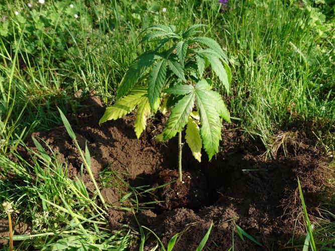 Granny´s Outdoor #2 - Somango. Week 6