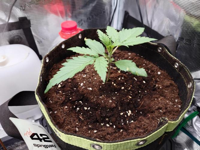 Guava Runtz - Indoor. Week 2