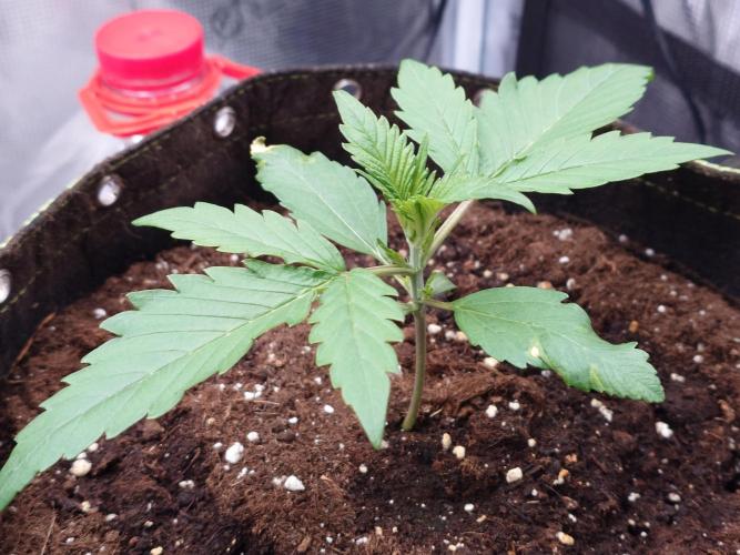 Growmix. Week 2