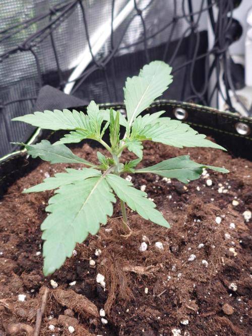 Guava Sundae - Indoor Grow. Week 2