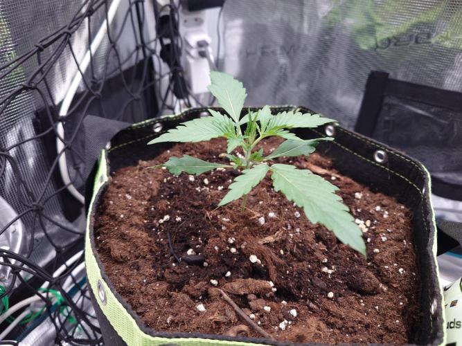 Growmix. Week 2