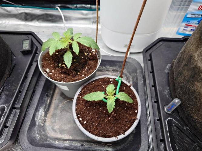 Watermelon - Out and In. Week 2