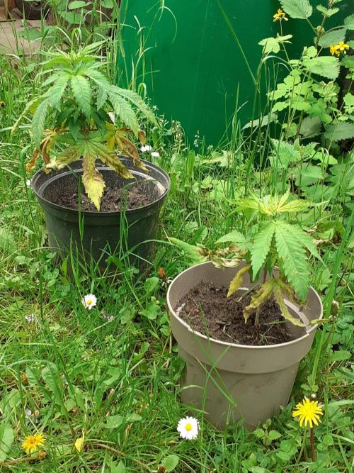 Granny´s Outdoor #2 - Somango. Week 7