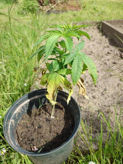 Granny´s Outdoor #2 - Somango. Week 7