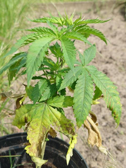 Granny´s Outdoor #2 - Somango. Week 7