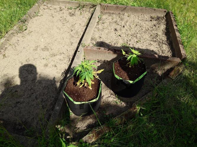 Granny´s Outdoor #2 - Somango. Week 7