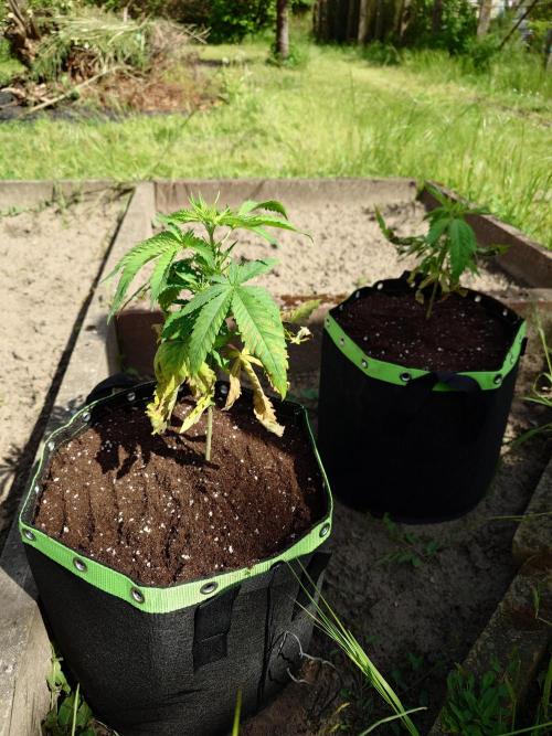 Granny´s Outdoor #2 - Somango. Week 7