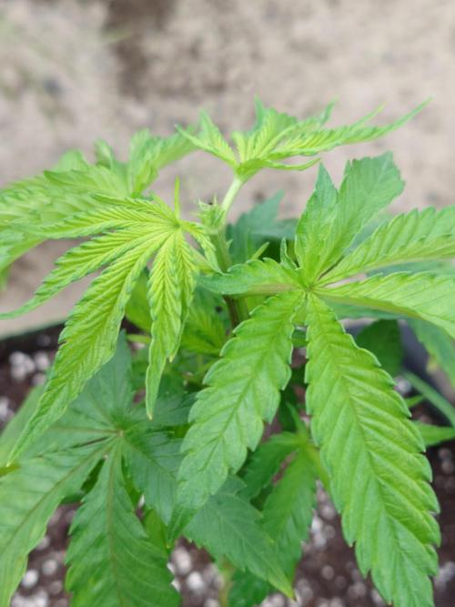 Granny´s Outdoor #2 - Somango. Week 7