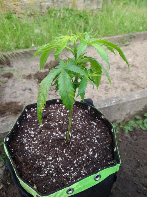 Granny´s Outdoor #2 - Somango. Week 7